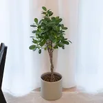 Volta Loft تالين